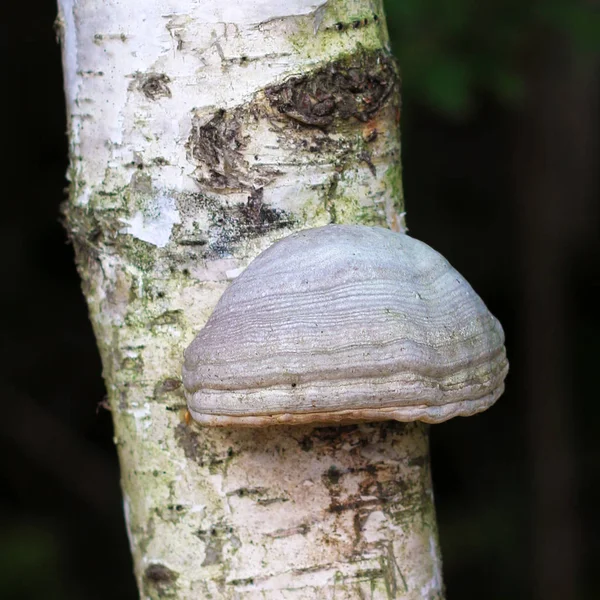 Fungo Suporte Uma Bétula Fungo Tinder Spunk Touchwood Conk Polypore — Fotografia de Stock