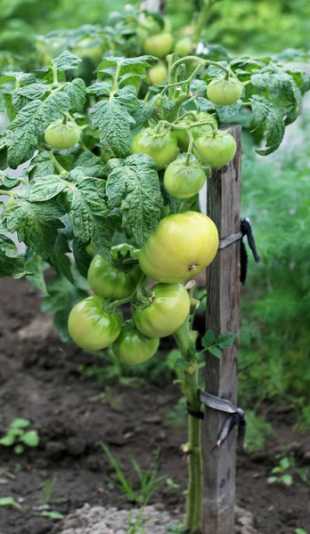 Bund Reifender Grüner Tomaten — Stockfoto