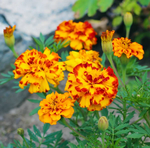 Tagetes, kadife çiçeği, calendula çiçekleri yakın - yukarı görünüm