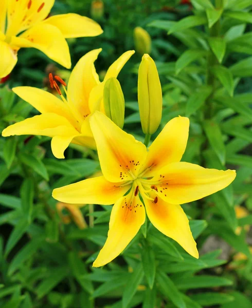 Желтые Лилии Цвету Вблизи Вид Сверху — стоковое фото