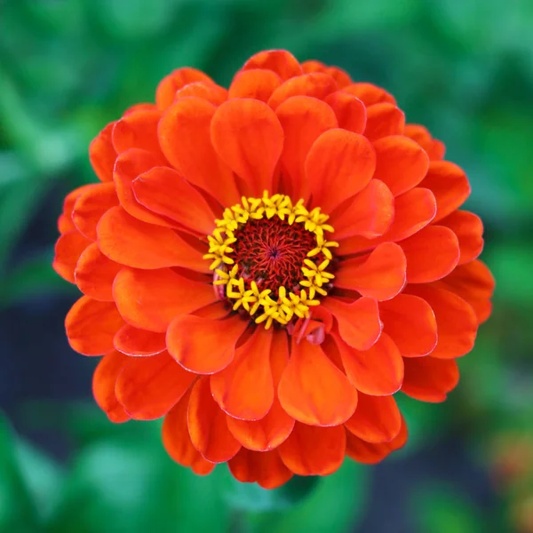 Zinnia Elegans Flor Vista Perto — Fotografia de Stock