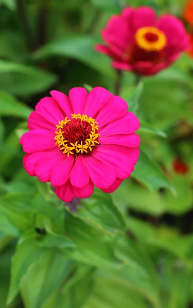 Zinnia Elegans Flower Close View — Stock Photo, Image