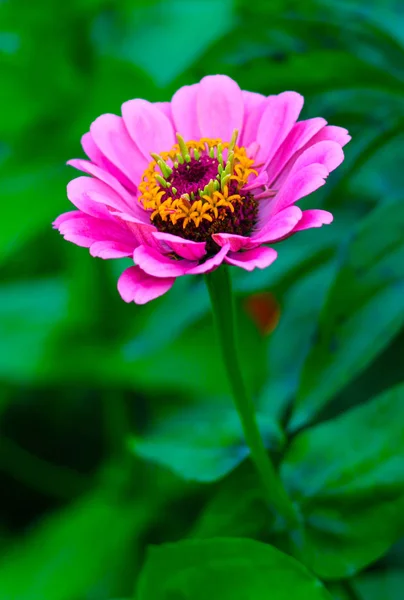 Zinnia Elegans Flower Close View — Stock Photo, Image
