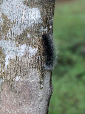 Bir ağaç gövdesi üzerinde kıllı tırtıl