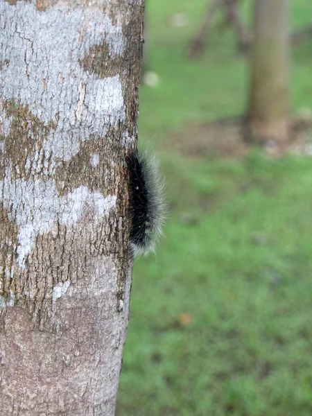 Bir ağaç gövdesi üzerinde kıllı tırtıl