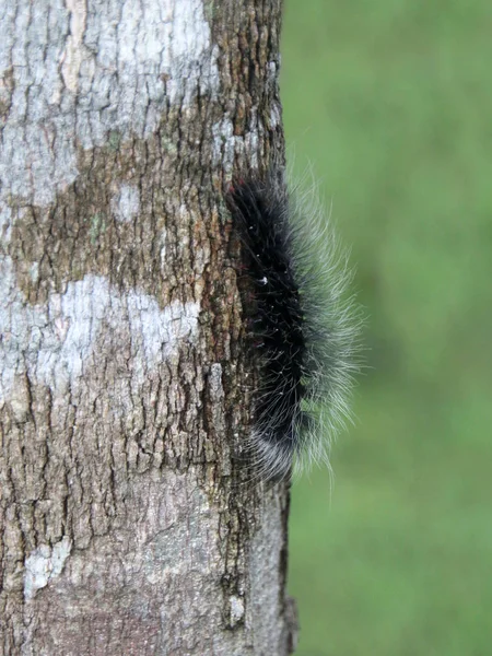 Bir ağaç gövdesi üzerinde kıllı tırtıl