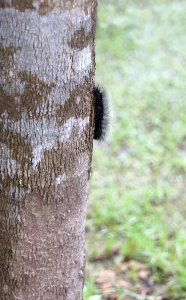 Lagarta Peluda Tronco Árvore — Fotografia de Stock