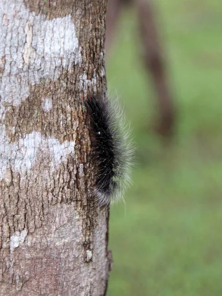 树干上的毛茸茸的毛毛虫 — 图库照片