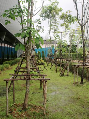 Quatex Natural Lateks Mağazası'nda kauçuk ağaçlar, Tayland