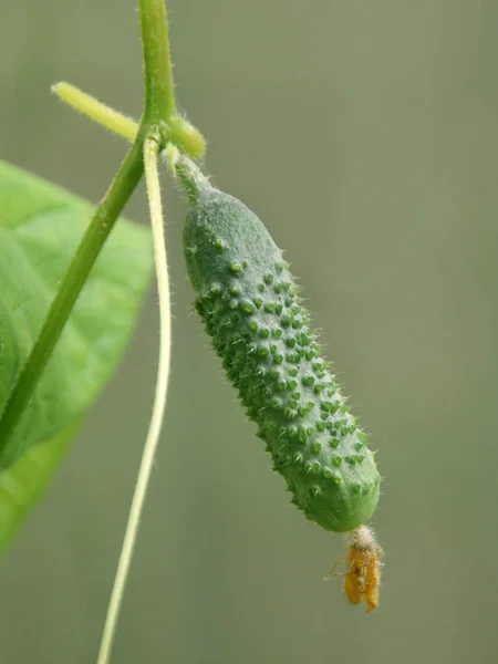 Pepino Que Cresce Arbusto Horta Perto — Fotografia de Stock