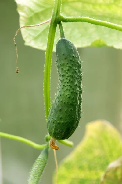 Pepino Que Cresce Arbusto Horta Perto — Fotografia de Stock