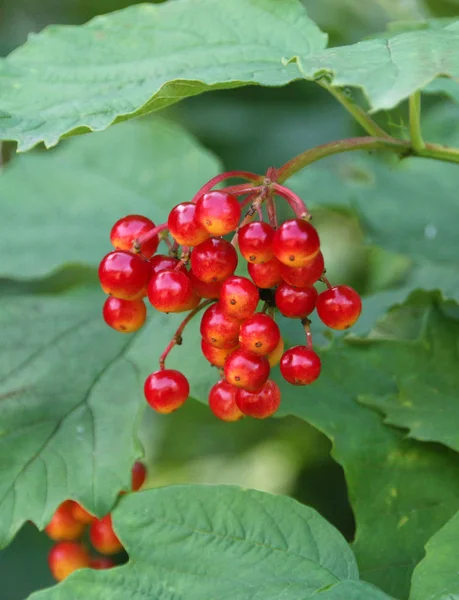 Arrow - wood berries ripening on a tree known as snowball or viburnum berries