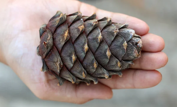 Siberian Cedar Cone Hand — Stock Photo, Image