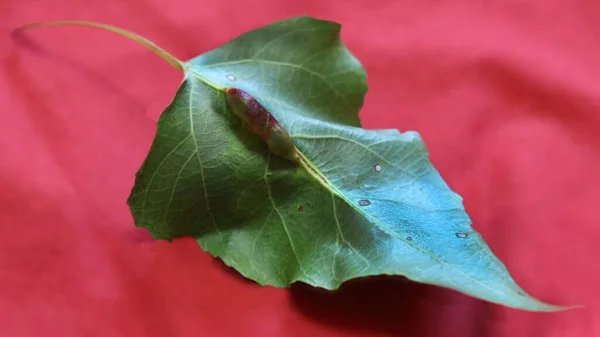 Galhas Uma Folha Verde Fecham Visão Para Cima — Fotografia de Stock