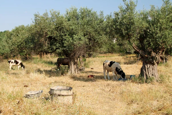 Zeytin korusunda otlayan inekler, Afandou, Rodos, Yunanistan