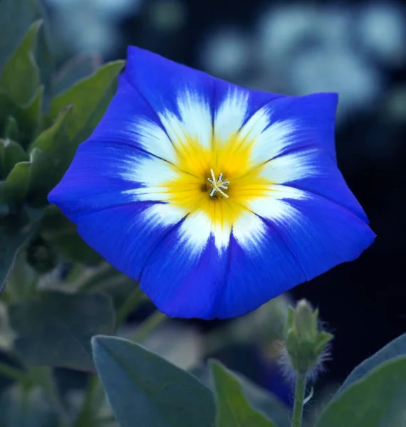 Convolvulus Fleur Tricolore Également Connue Sous Nom Gloire Matin Bindweed — Photo