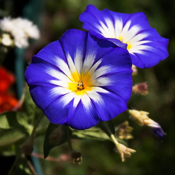 Convolvulus Fleur Tricolore Également Connue Sous Nom Gloire Matin Bindweed — Photo