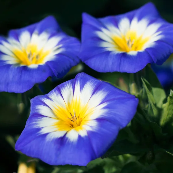 Convolvulus Tricolor çiçeği aynı zamanda sabah zaferi ya da yosun olarak da bilinir, yakın görüş