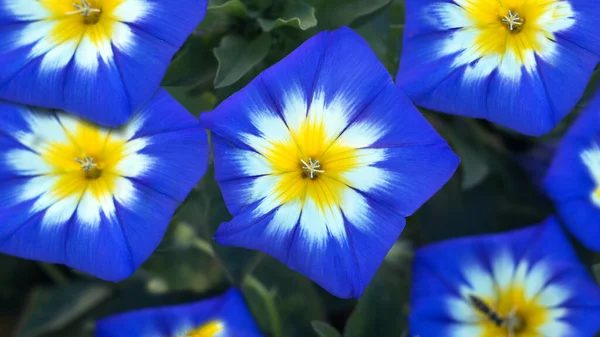 Convolvulus Tricolor çiçeği aynı zamanda sabah zaferi ya da yosun olarak da bilinir, yakın görüş