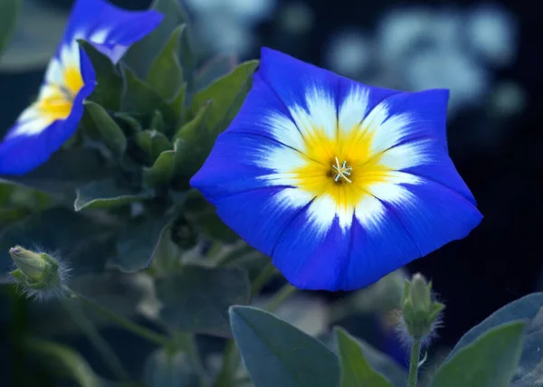 Convolvulus Tricolor çiçeği aynı zamanda sabah zaferi ya da yosun olarak da bilinir, yakın görüş