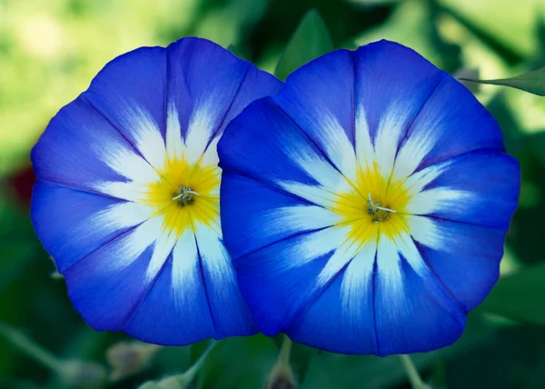 Convolvulus Fleur Tricolore Également Connue Sous Nom Gloire Matin Bindweed — Photo