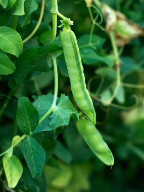 Bezelye bitkisi üzerindeki bezelye kabuğu - yakın görünüm