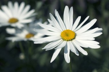 Papatya çiçeği açıyor - yakın görünüm 