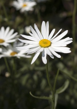 Papatya çiçeği açıyor - yakın görünüm 