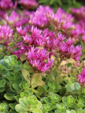Hylotelephium telephium ya da Orpine, Livelong, Kurbağa Midesi, Arping Johnny, Sonsuz Yaşam, Yaz ortası Adamları, Yetim John ve Cadı Para Torbası olarak bilinen Sedum Telephium