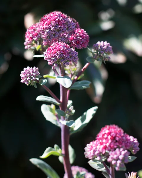 Hylotelephium Telephium Eller Sedum Telephium Kallas Orpin Livelong Groda Mage — Stockfoto