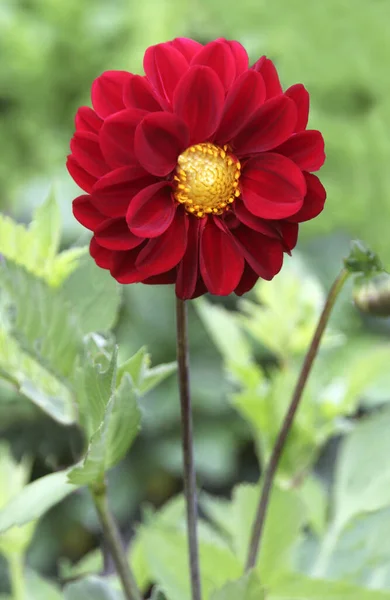 Красный Цветок Георгины Цвету Крупным Планом — стоковое фото