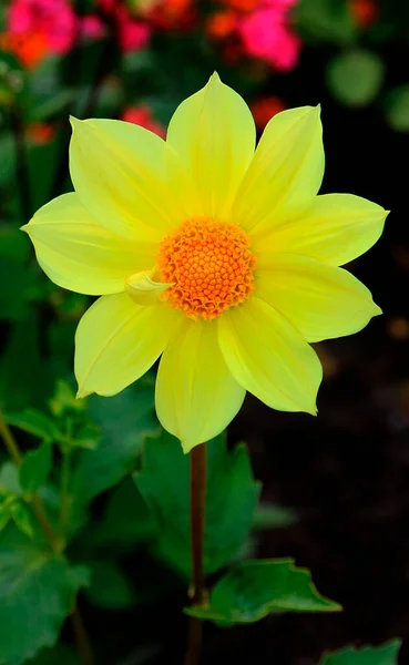 Gele Dahlia Bloem Bloei Close Zicht — Stockfoto