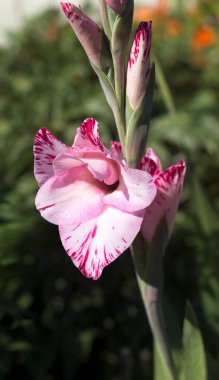 Pembe gladiolus çiçeği, yakından çiçek açıyor.