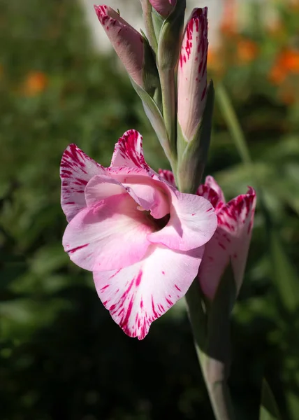 Růžová Gladiolus Květ Kvetoucí Zblízka View — Stock fotografie