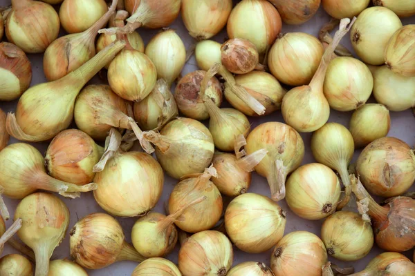 Gloeilampen Vers Geoogst Van Dichtbij View — Stockfoto