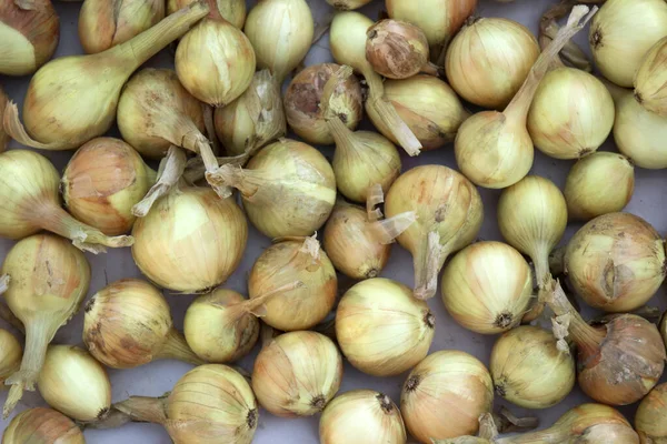 Gloeilampen Vers Geoogst Van Dichtbij View — Stockfoto