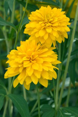 Rudbeckia çiçekleri - Bahçede çiçek açan yakın manzara