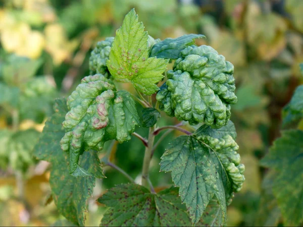 Foglie Ribes Colpite Afidi Biliari Vista Vicino — Foto Stock