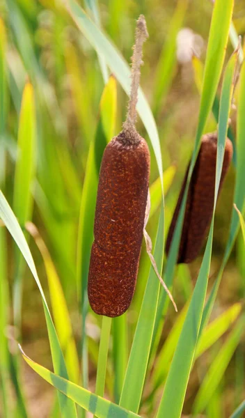 Planta Maza Caña También Conocida Como Gato Cola Junco Salchicha — Foto de Stock