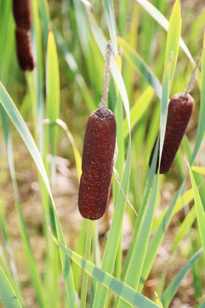 플랜트는 Cat Tail Bulrush Swamp Sausage Pump Typha Angustifolia 알려져 — 스톡 사진