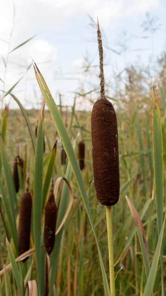 Reed Palcát Rostlina Také Známý Jako Kočka Ocas Bulrush Močál — Stock fotografie