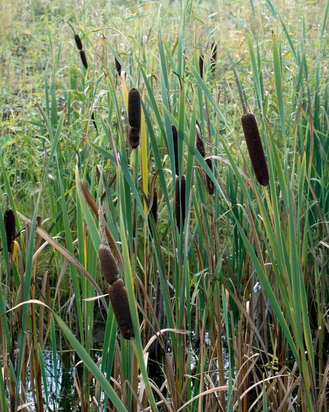 Reed Mace Plant Also Known Cat Tail Bulrush Swamp Sausage — Stock Photo, Image