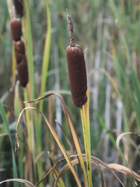 Reed Palcát Rostlina Také Známý Jako Kočka Ocas Bulrush Močál — Stock fotografie