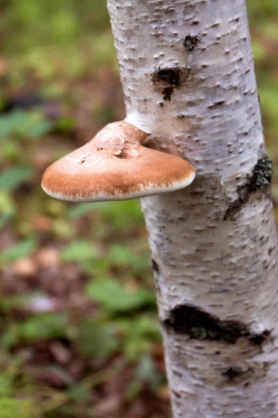 Fungo Poliporo Uma Árvore Poliporo Também Conhecido Como Fungo Tinder — Fotografia de Stock
