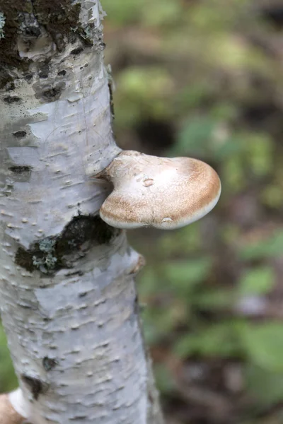 Polypore Fffus Tree Polypore Also Known Tinder Fffusus Spunk Touchwood — стоковое фото