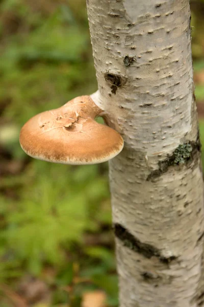 Polypore Fungus Tree Polypore Also Known Tinder Fungus Spunk Touchwood — Stock Photo, Image