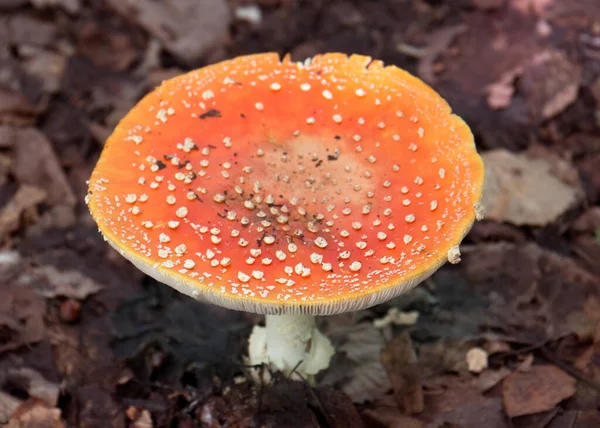 Fliegenpilz Auf Dem Waldboden Aus Nächster Nähe — Stockfoto