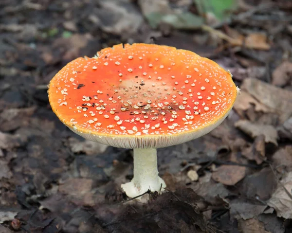 Fly Fungo Agarico Sul Pavimento Della Foresta Vicino View — Foto Stock