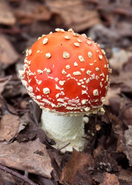 Fliegenpilz Auf Dem Waldboden Aus Nächster Nähe — Stockfoto