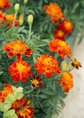 Tagetes olarak da bilinen kadife çiçekleri yakın görünüm